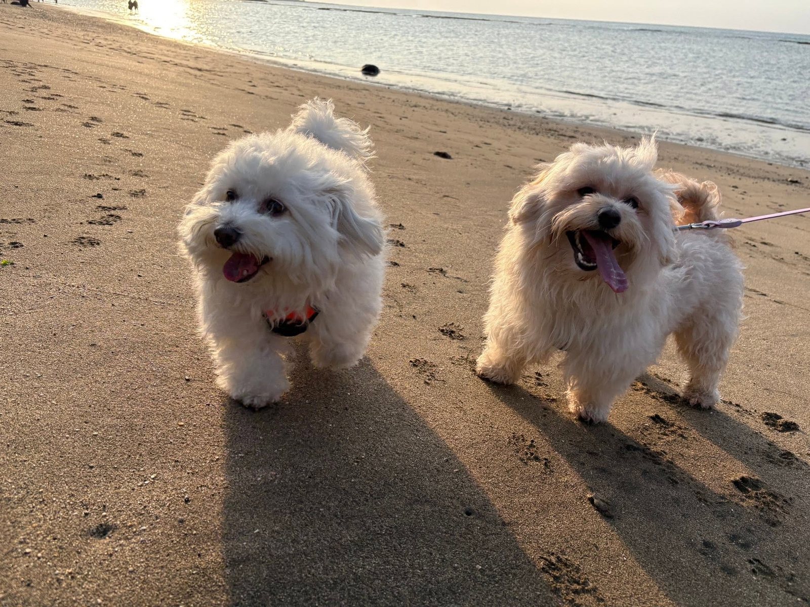 兩隻小白狗在夕陽下的沙灘上並肩朝鏡頭走來