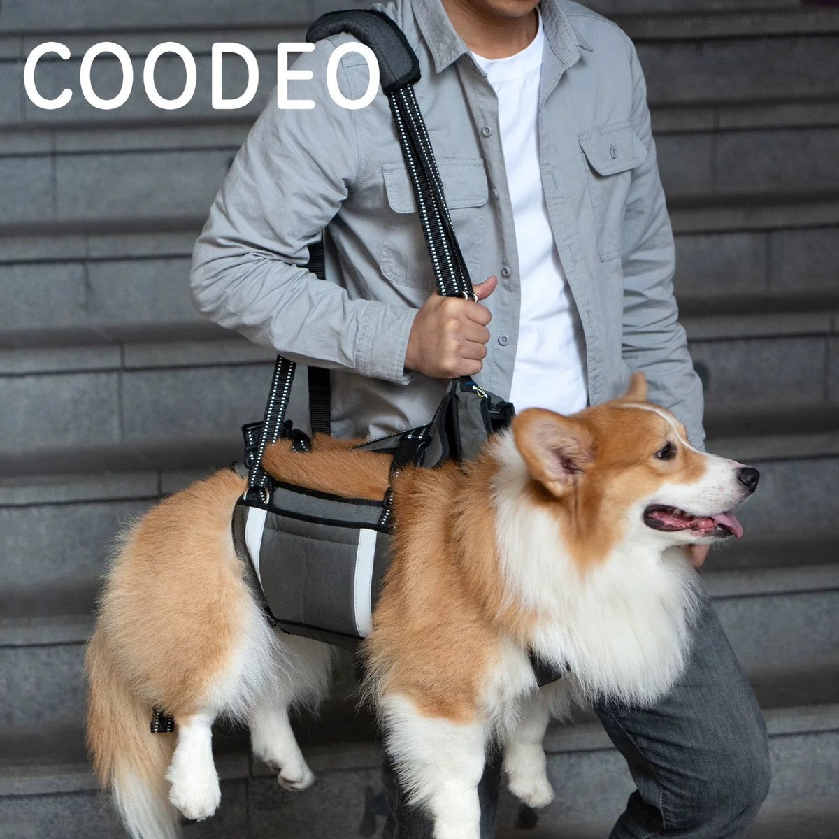 柯基穿著 Coodeo 全身支撐輔助背帶,飼主單肩背著帶牠上樓梯