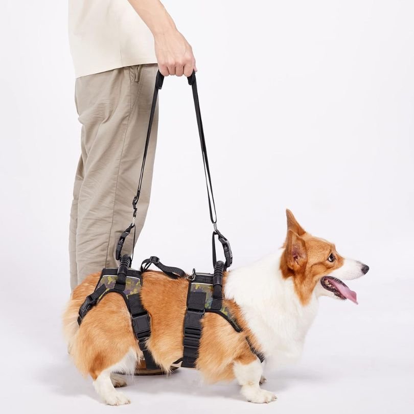 柯基穿著迷彩全身拉提搬運帶,飼主手提背帶