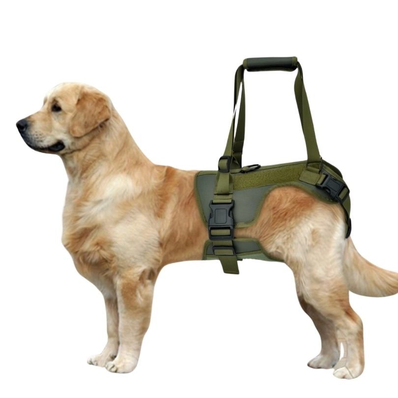 黃金獵犬穿著軍綠色 Doggy Walker 後腿輔助拉提帶，提把向上