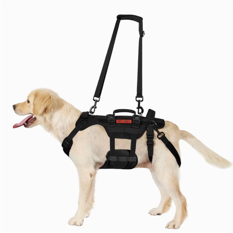 黃金獵犬穿著黑色多功能全身輔助背帶,背上接著可調肩帶
