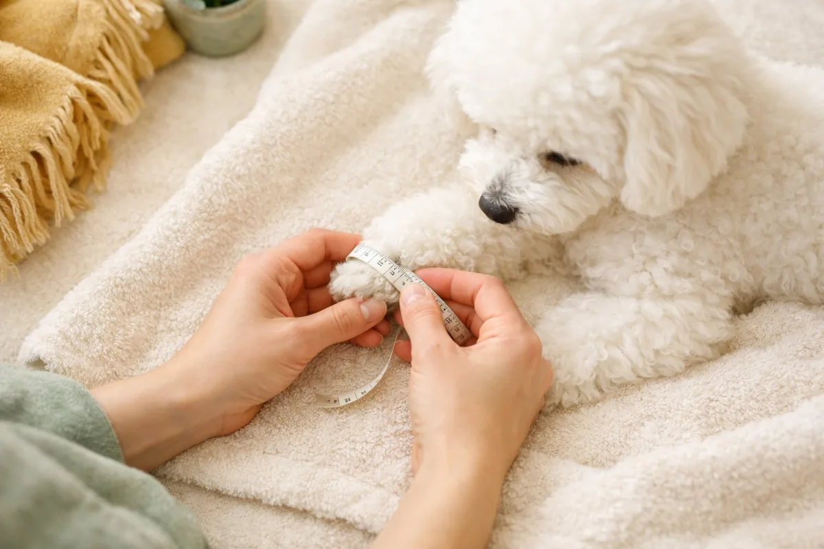 飼主用軟尺幫小白狗量腳掌肉球的大小